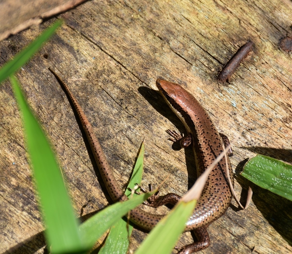 Dominica Skink
