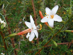 Acanthogilia gloriosa