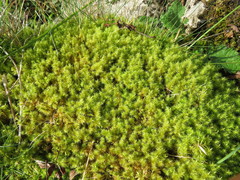 Breutelia chrysocoma