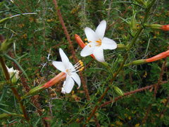Acanthogilia gloriosa
