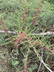 Magnoliopsida