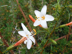 Acanthogilia gloriosa