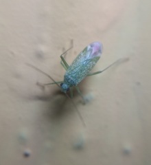 Orthotylus