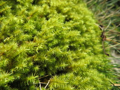 Breutelia chrysocoma