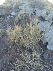 Muhlenbergia torreyi