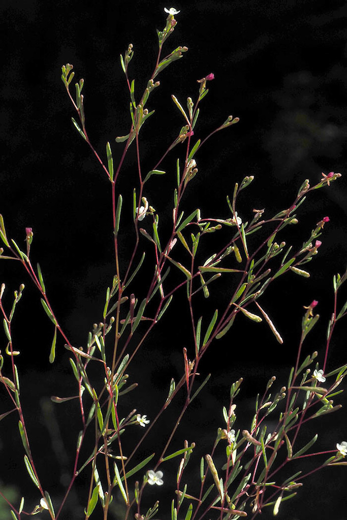 muchbranched groundsmoke