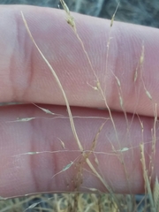Muhlenbergia torreyi