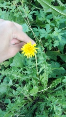 Taraxacum officinale