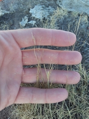 Muhlenbergia torreyi