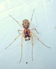 Pachygnatha listeri
