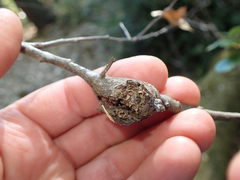 Dryocosmus asymmetricus