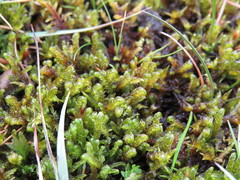 Palustriella falcata