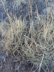 Muhlenbergia torreyi
