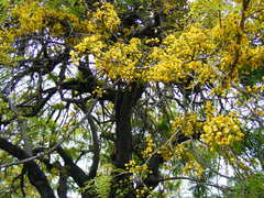 Cassia angolensis