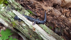Plethodon glutinosus