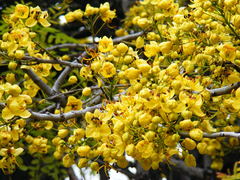 Cassia angolensis