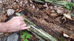 Plethodon glutinosus