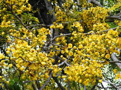 Cassia angolensis