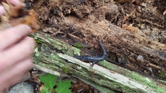 Plethodon glutinosus