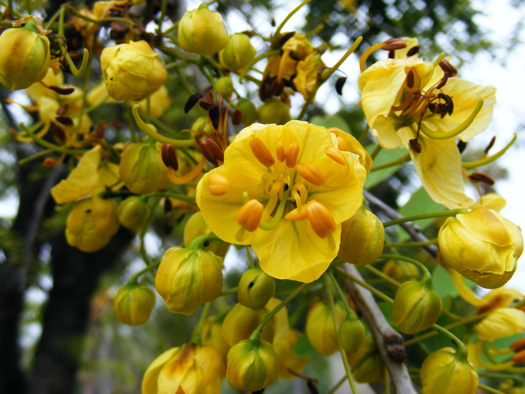 Cassia angolensis