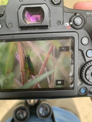 Conocephalus nigropleurum