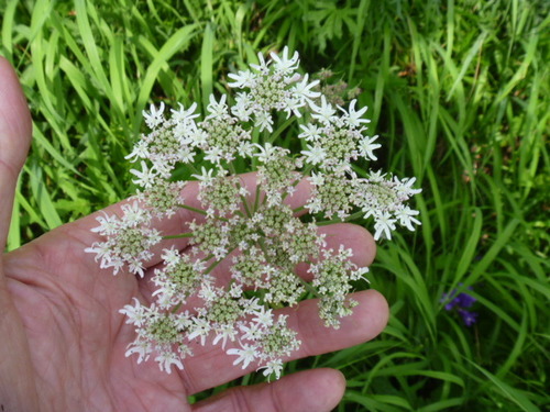 East Asian hogweed (Heracleum moellendorffii)