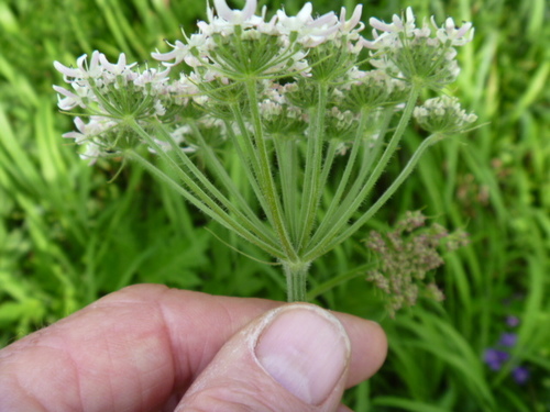Image of Heracleum moellendorffii by (c) Bruce Calvert, some rights reserved (CC BY)