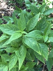 Dicliptera sexangularis