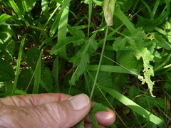 Heracleum moellendorffii