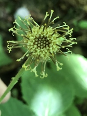 Rugelia nudicaulis