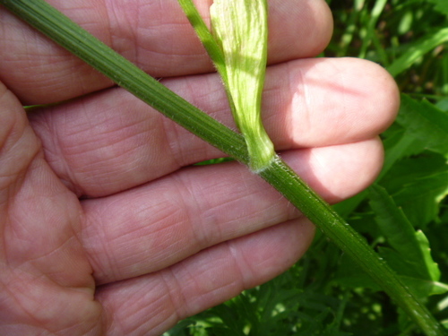 Image of Heracleum moellendorffii by (c) Bruce Calvert, some rights reserved (CC BY)