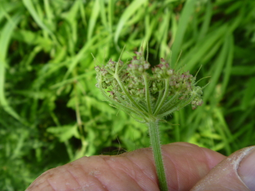 Image of Heracleum moellendorffii by (c) Bruce Calvert, some rights reserved (CC BY)