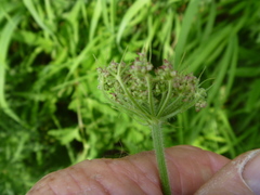 Heracleum moellendorffii