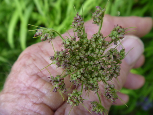 Image of Heracleum moellendorffii by (c) Bruce Calvert, some rights reserved (CC BY)