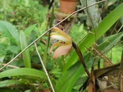 Maxillaria porrecta