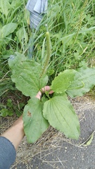 Plantago major