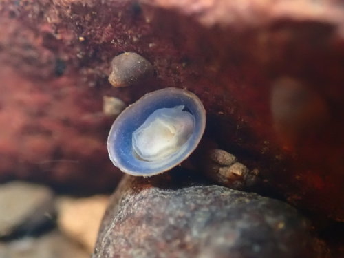 River Limpet