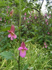 Rehmannia elata