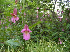 Rehmannia elata