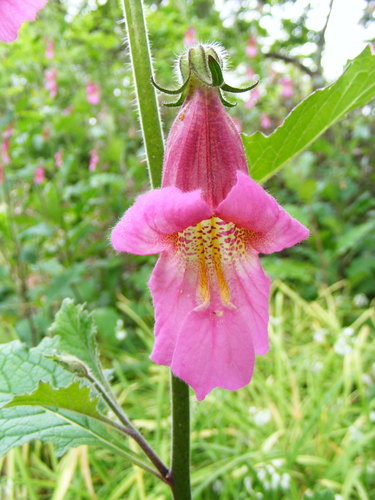Chinese Foxglove (Rehmannia elata)