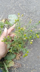 Matricaria discoidea