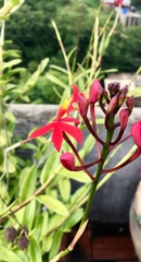 Epidendrum × obrienianum