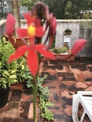 Epidendrum × obrienianum