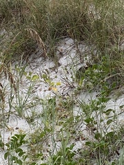 Sylvilagus palustris image