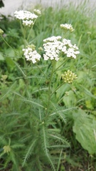Achillea millefolium