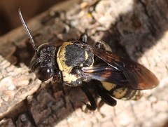 Triepeolus concavus
