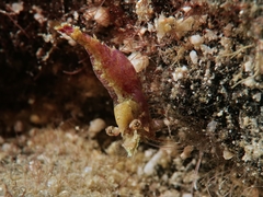 Thorella