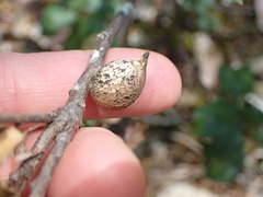 Heteroecus pacificus