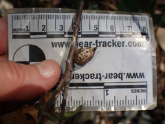 Heteroecus pacificus