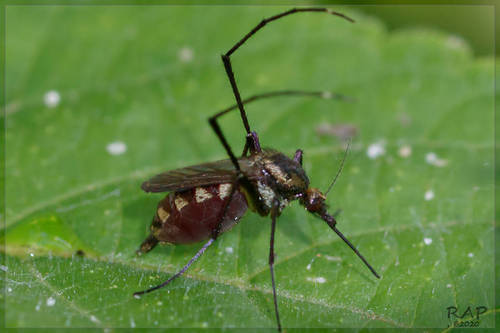 Psorophora albigenu